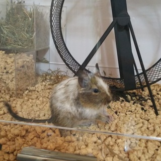 デグー（パイド／生後六ヶ月／メス）