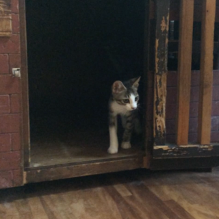 キジトラ白の子猫♂