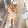 大型犬★初心者歓迎☆ジョージくん サムネイル5
