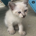 緊急！白っぽいグレージュトラの子猫です