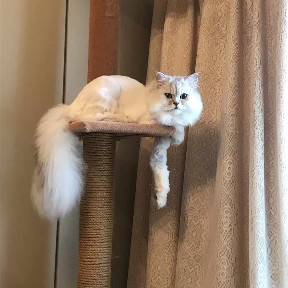 タマのカバー写真