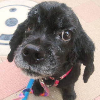 明るく活発な女の子　ローラ