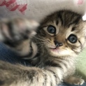 甘えんぼの猫ちゃん