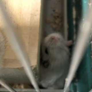 ジャンガリアンハムスターオス