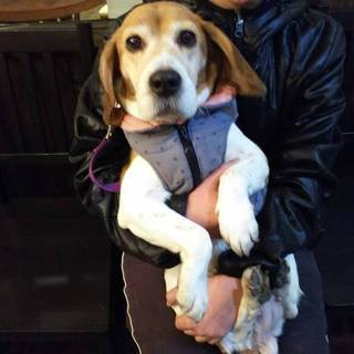 穏やかで明るいビーグル　8歳の女の子