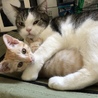 生後2か月子猫♀茶とらちゃん サムネイル4