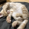 生後2か月子猫♀茶とらちゃん サムネイル5
