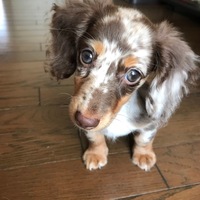 さくら
