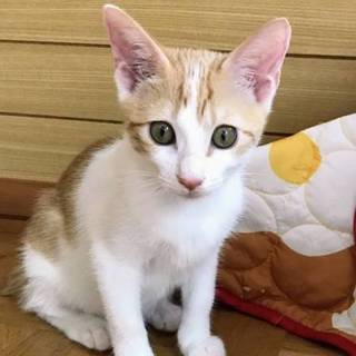 【ラッタッタ】おかげ様で里親様が決まりました！