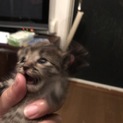 動画あります！生後2〜3週間くらいの女の子