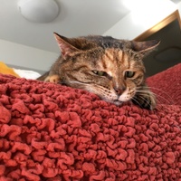 ミミ