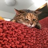 ミミ