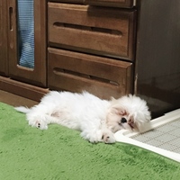 モカ