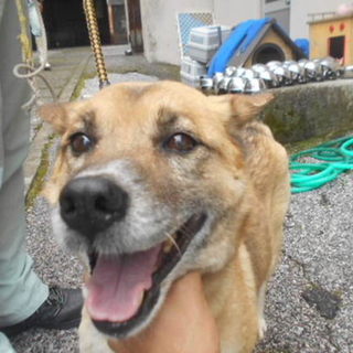 亡くなってしまったそうです（ ;  ; ）