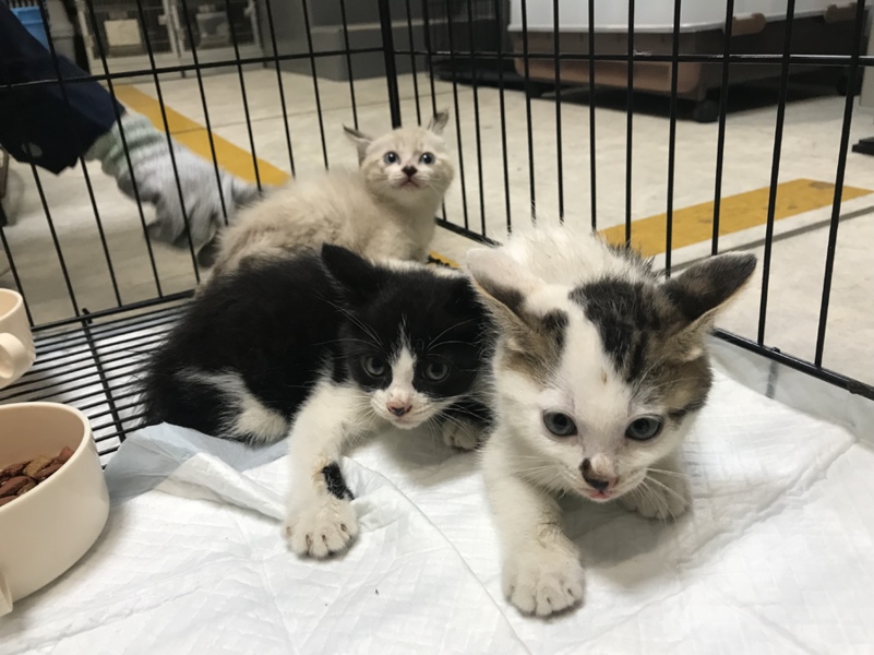 綺麗なハチワレちゃん 生後約2ヶ月 サムネイル5