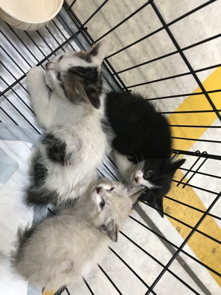 綺麗なハチワレちゃん 生後約2ヶ月 サムネイル6