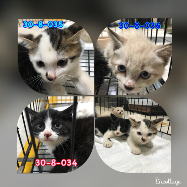 綺麗なハチワレちゃん 生後約2ヶ月 サムネイル7