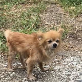 チワワの男の子です