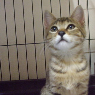 キジトラ のチャコちゃん（2.5ヶ月） 