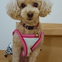 うちだもも