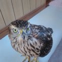 保護した鷹の里親募集