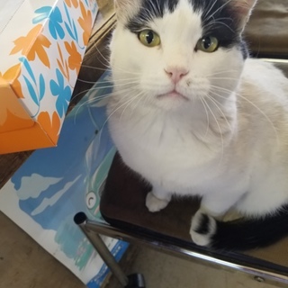 はちわれ猫のムーさん再募集です