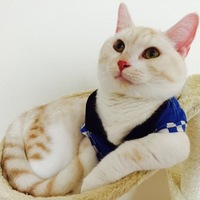 琥珀(こはく)