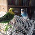 交渉中のため一旦終了します〜セキセイインコ2羽です
