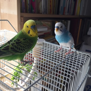 交渉中のため一旦終了します〜セキセイインコ2羽です