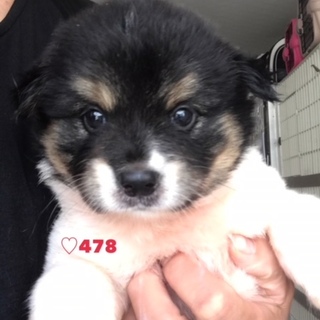 ♡４７８　一か月ちょっとのモフモフ子犬