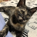 子猫の里親募集中