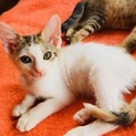 可愛いミケ猫子猫ちゃん