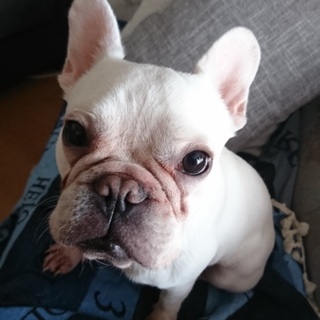 苫小牧市の犬の里親募集情報まとめ ペットのおうち 月間利用者150万人