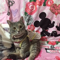 叶愛(のあ)