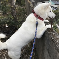 しろ