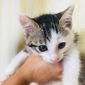可愛い子猫の女の仔