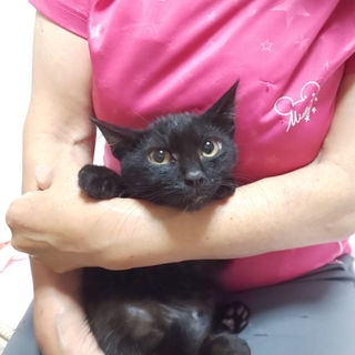 捨て猫だった美人子猫ちゃん