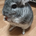 チンチラ・グレー ・再度募集いたします。