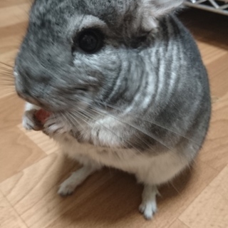 チンチラ・グレー ・再度募集いたします。