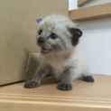珍しい毛色の子猫です。女の子です。