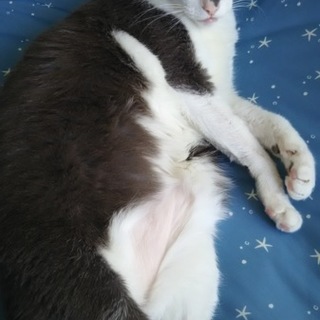 穏やかな優しい子です