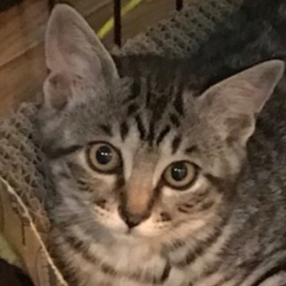 8/18池袋★ キジトラ姫子ちゃん★丸顔美猫