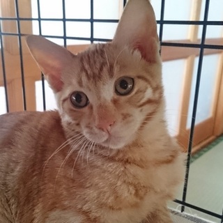 ☆かつおキッズ☆からしちゃん