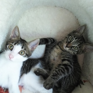 ミルクから育てた愛らしい仔猫たち