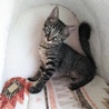 ミルクから育てた愛らしい仔猫たち サムネイル3