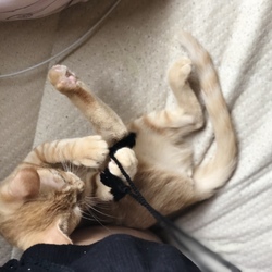 「お久しぶりです〜」サムネイル3