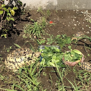 かめさんの日光浴