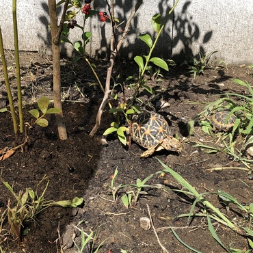 かめさんの日光浴