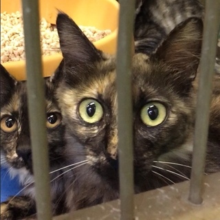 長毛サビお母さん猫が収容されています