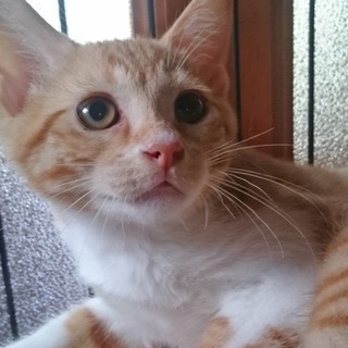 ☆かつおキッズ☆わさび